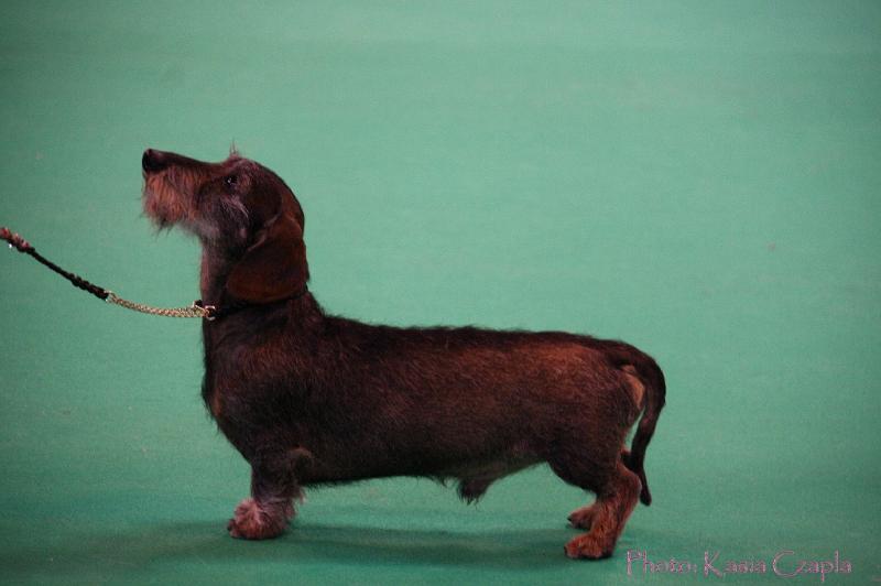 Crufts2011_2 446.jpg